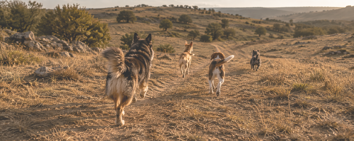 Paseo