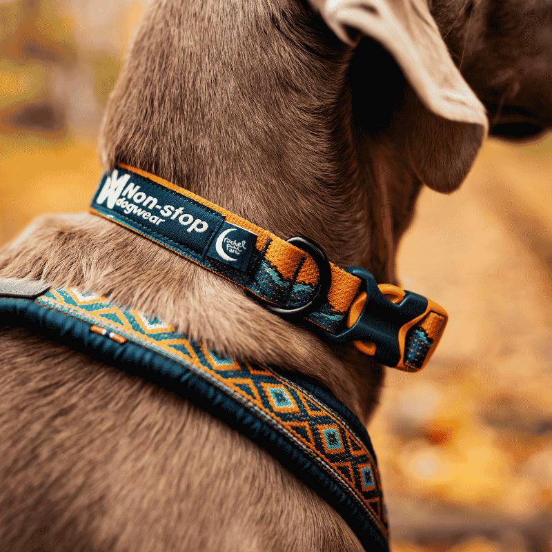 Trail Quest Collar Rachel Pohl Edition Teal/Oak