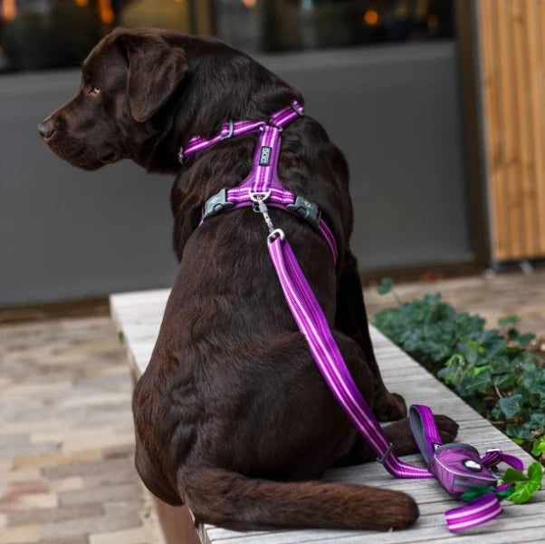 Arnés DOG Copenhagen Comfort Walk Air™ V3 - Amarillo