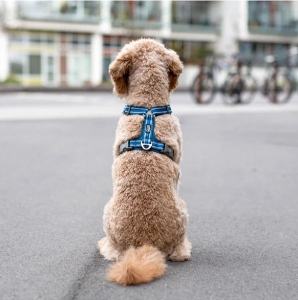 Arnés DOG Copenhagen Comfort Walk Air™ V3 - Amarillo
