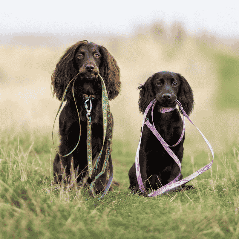 Trail Quest Collar Rachel Pohl Edition Teal/Oak