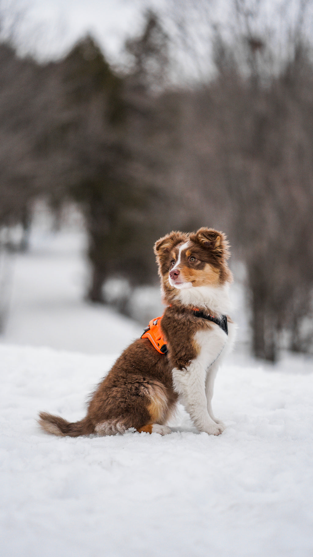 Ramble Harness Black/Orange