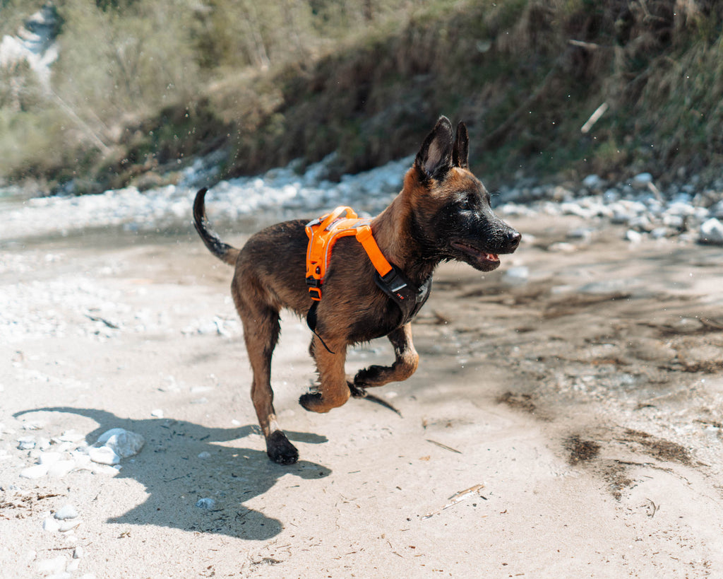 Ramble Harness Black/Orange