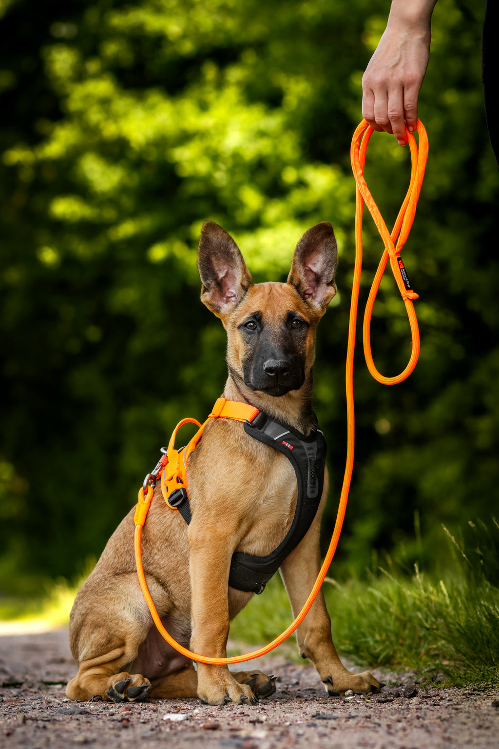 Ramble Harness Black/Orange