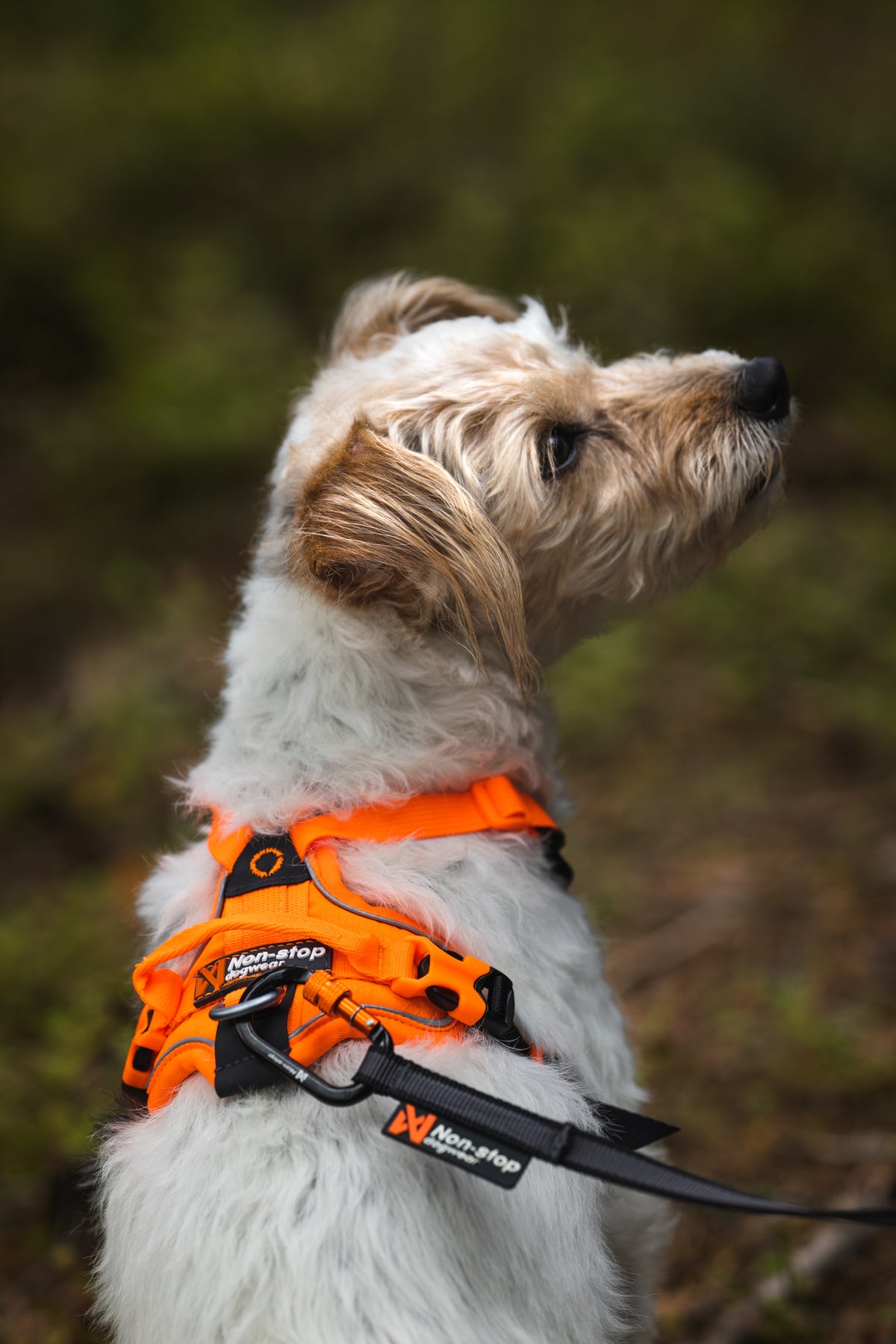 Ramble Harness Black/Orange