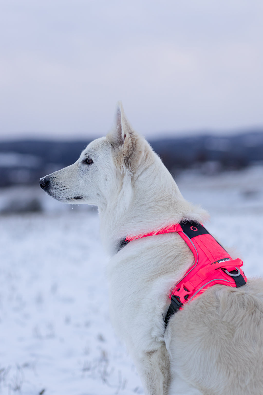 Ramble Harness Black/Pink