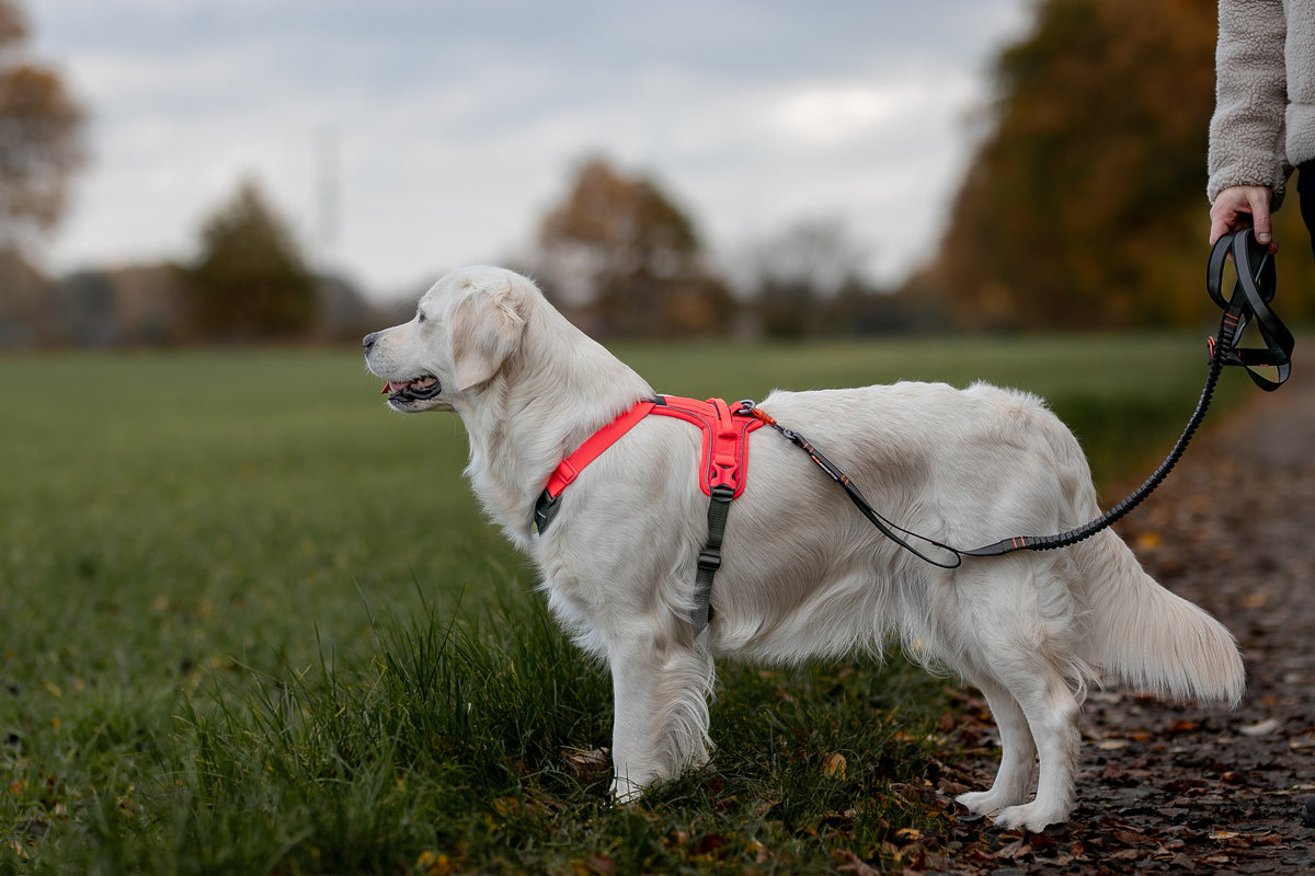 Ramble Harness Black/Pink