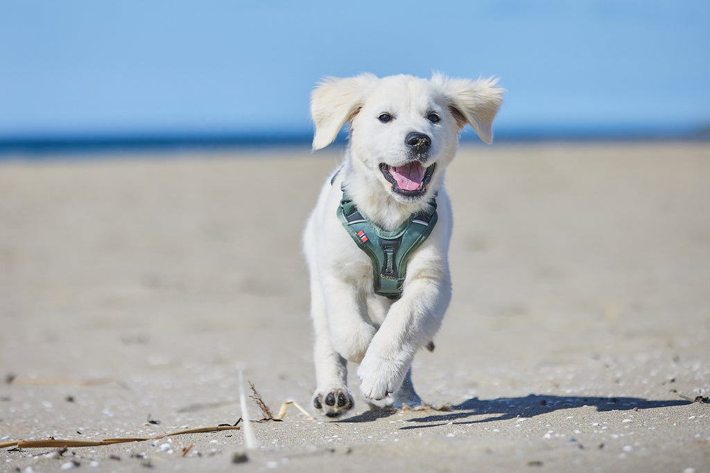 Ramble Harness Green