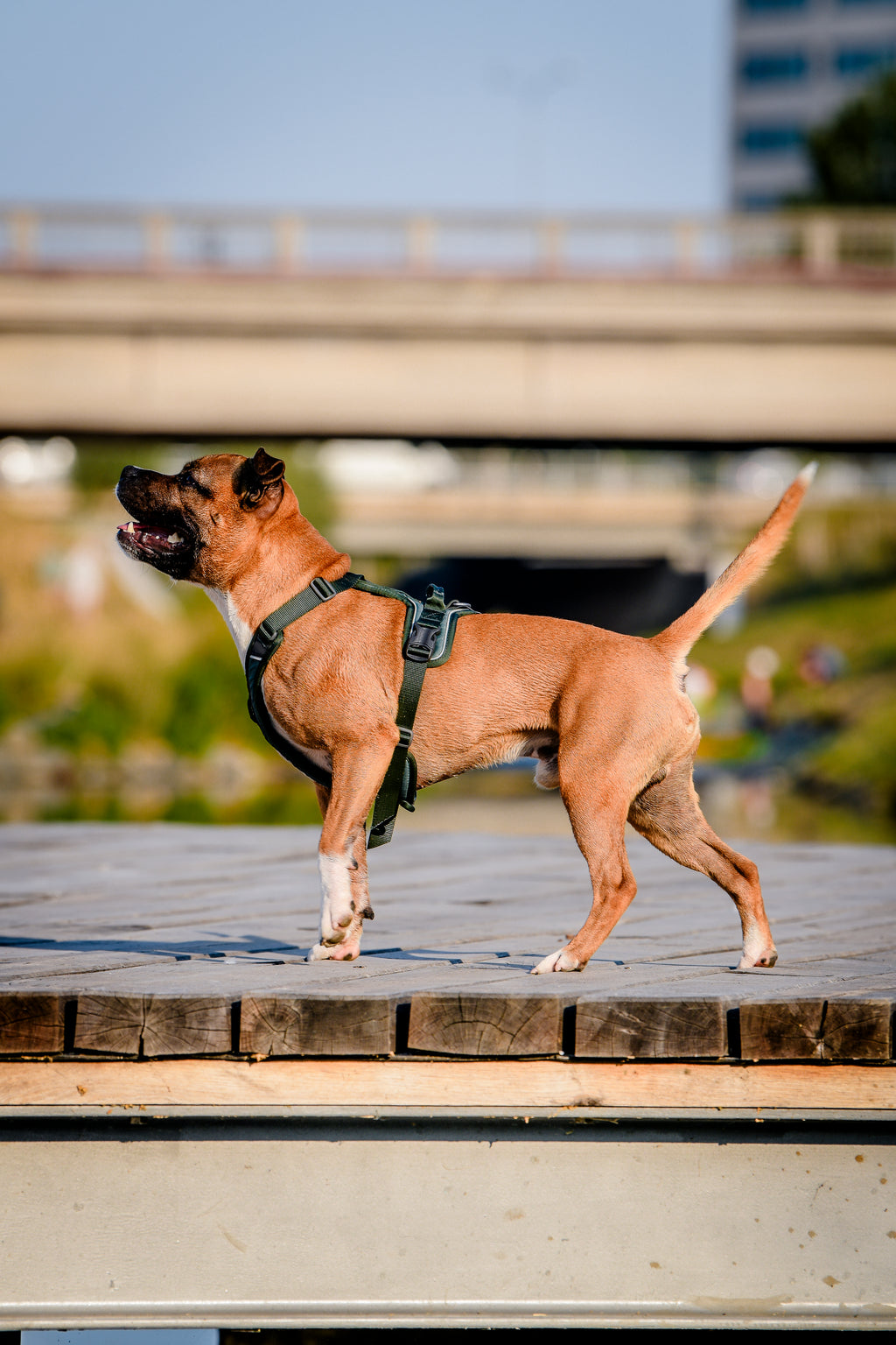 Ramble Harness Green