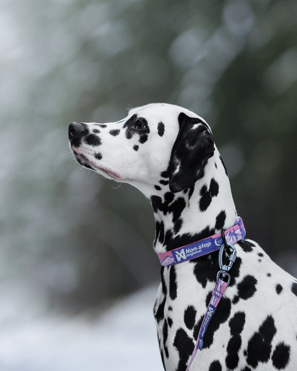 Trail Quest Collar Rachel Pohl Edition Purple/Pink