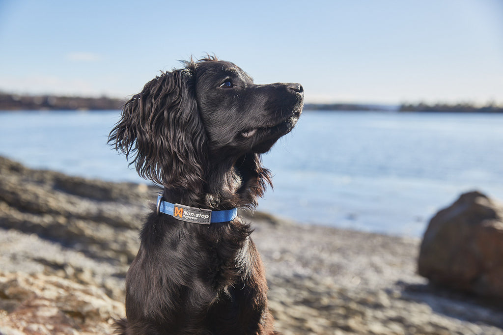 Tumble Collar para Cachorros y Perros Pequeños
