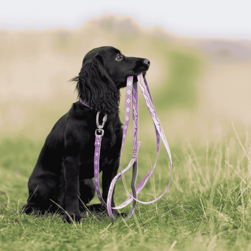 Trail Quest Collar Rachel Pohl Edition Purple/Pink
