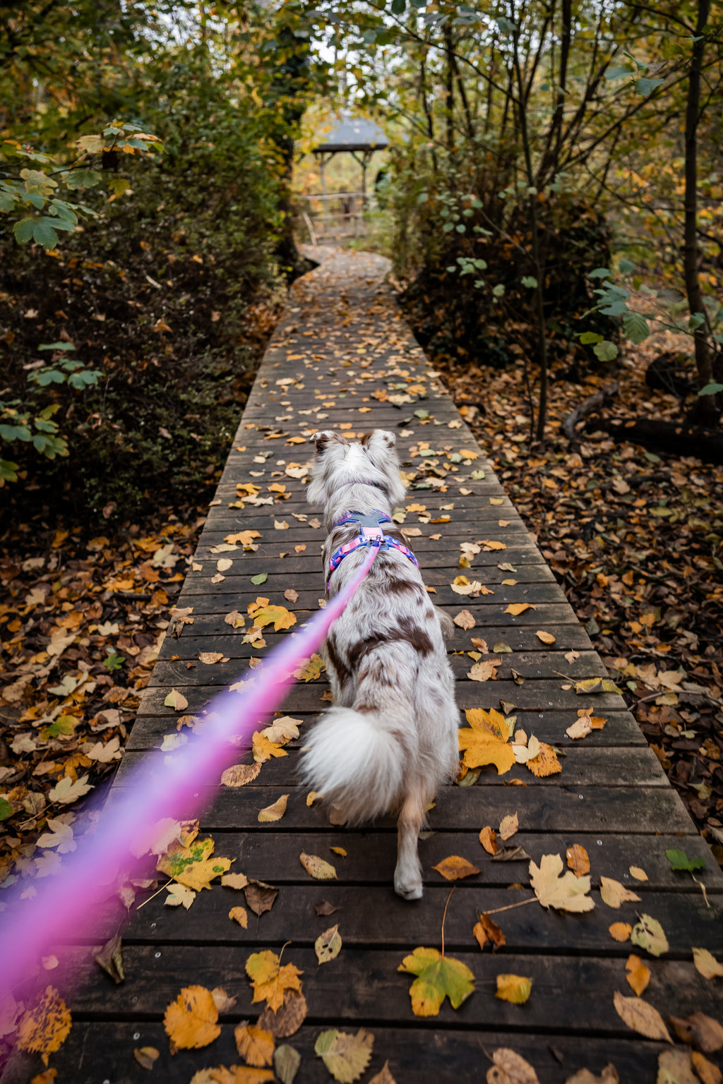 Line Harness 5.0 Rachel Pohl Edition Purple/Pink