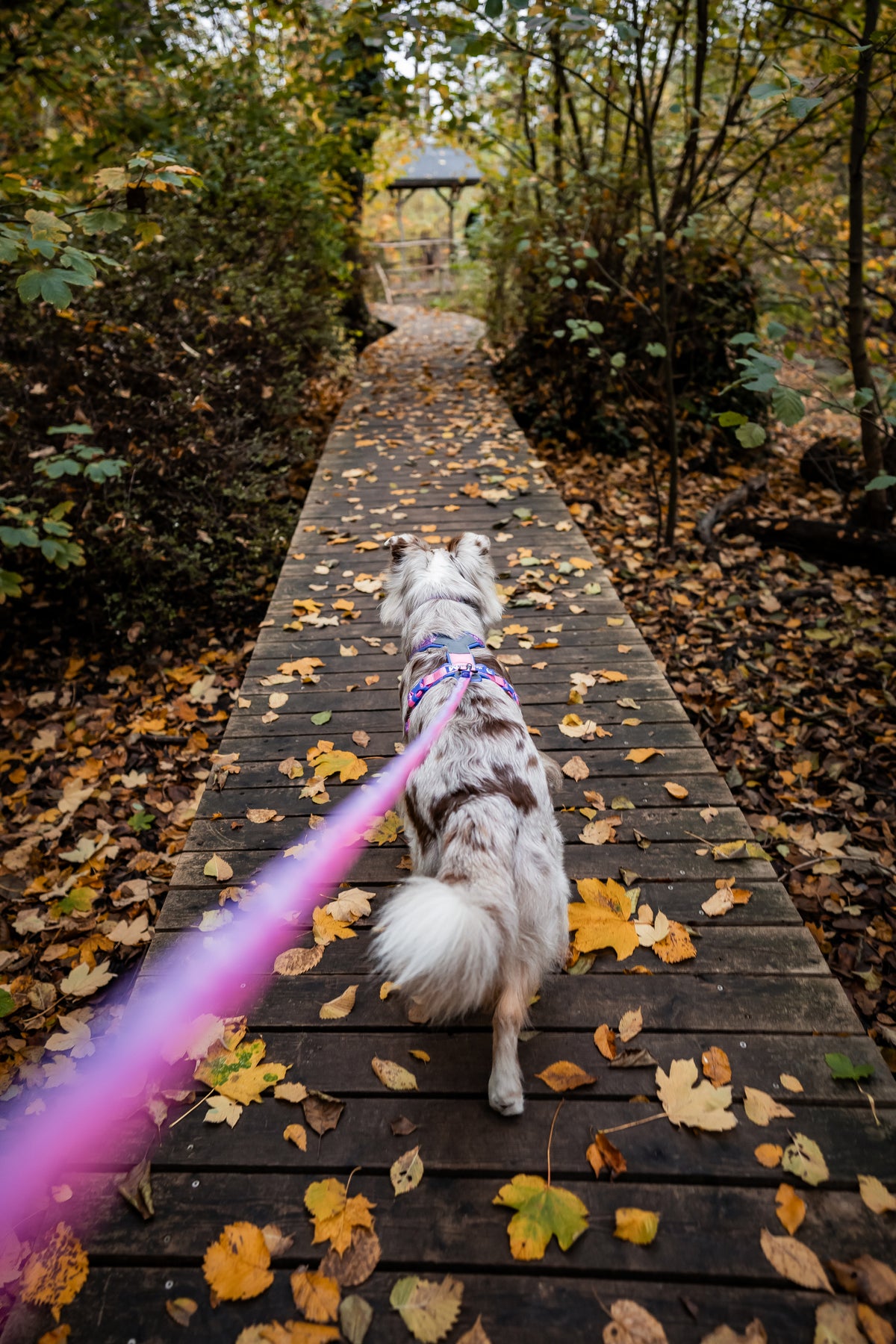 Line Harness 5.0 Rachel Pohl Edition Purple/Pink